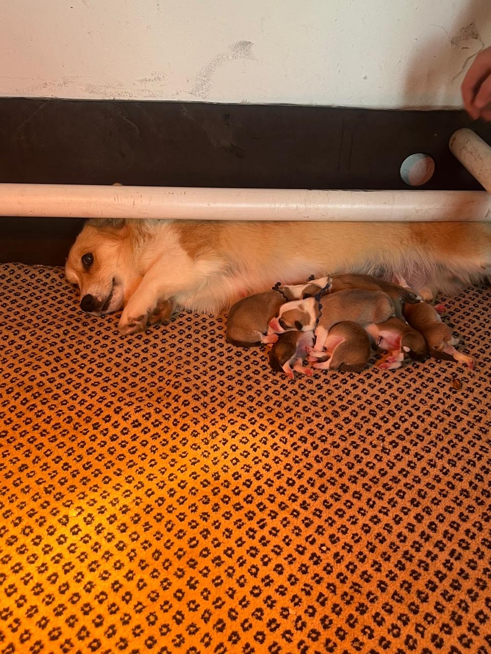 Ace and Ruby litter