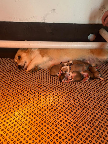 Ace and Ruby litter