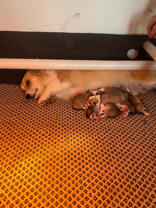 Ace and Ruby litter