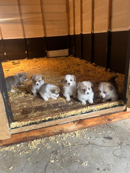 Ace and Ruby litter