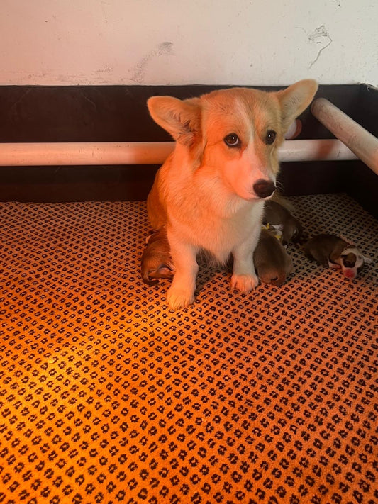 Ace and Ruby litter