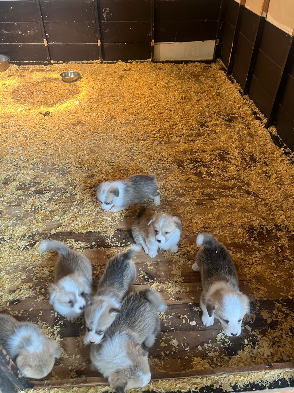 Ace and Ruby litter