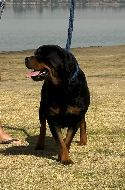 Beba X Arch