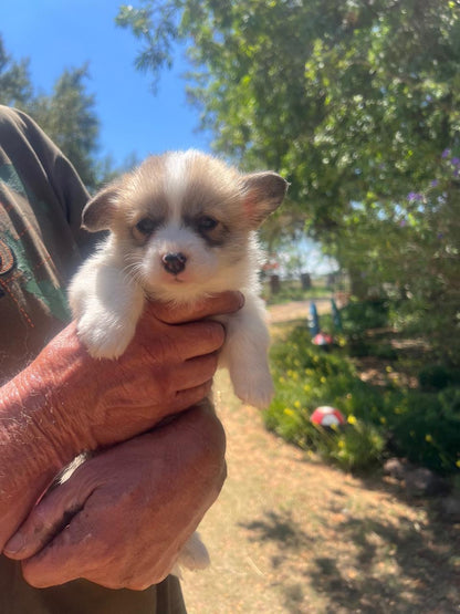 Ace and Ruby litter
