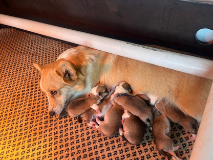 Ace and Ruby litter